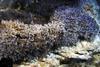 Close-up of large and small barnacles (image: NOAA)