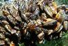 Invasive species like the Zebra Mussel do an enormous amount of damage