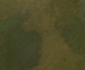 Brass coupon after exposure to ammonia