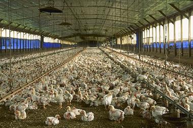 Florida_chicken_house